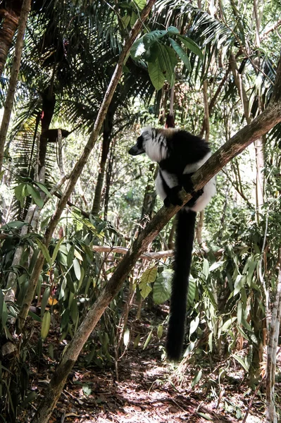 Portrait of black-and-white ruffed lemur aka Varecia variegata or Vari lemur at the tree, Atsinanana region, Madagascar — Stock Photo, Image
