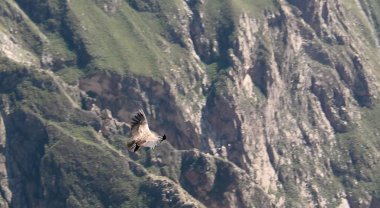Condor Condor çapraz veya Cruz Del Condor bakış açısı, Chivay, Peru Colca Kanyon'da yukarıda