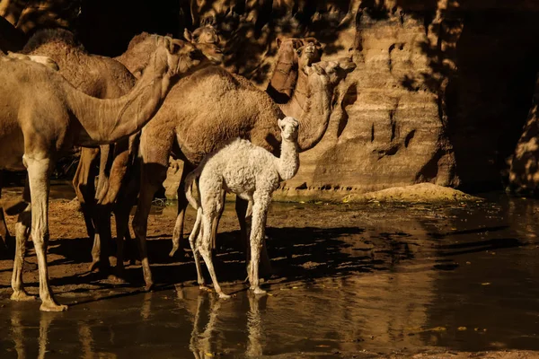 キャニオン別名ゲルタ・バシケレ、イースト・エンネディ、チャドでラクダを飲む肖像 — ストック写真