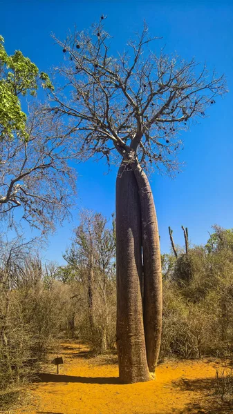 Paisaje con Adansonia rubrostipa aka fony baobab tree in Reniala reserve, Toliara, Madagascar — Foto de Stock