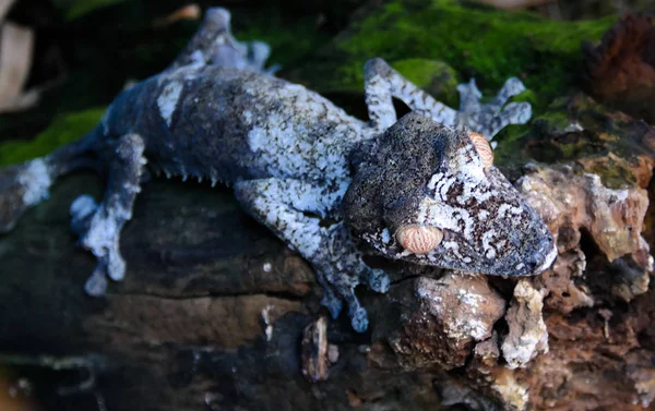 Portret wspólnego ogon Gecko aka Uroplatus fimbriatus w Andasibe-Mantadia Park Narodowy, Madagaskar — Zdjęcie stockowe