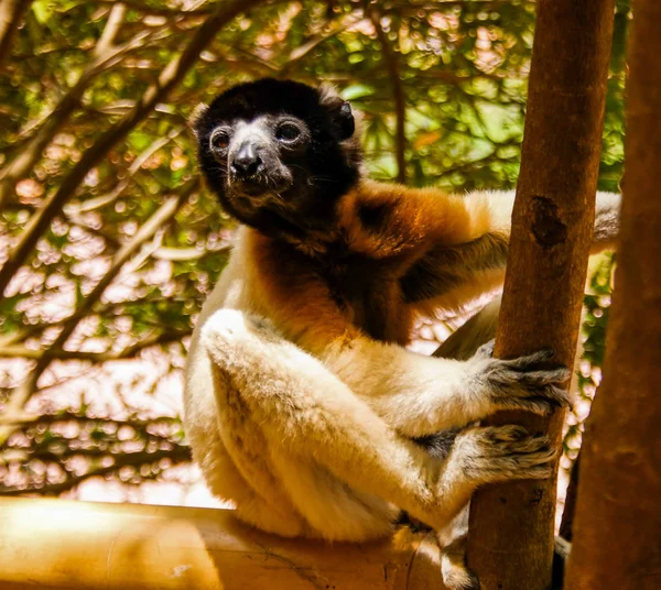 Portré a megkoronázott szifaka aka Propithecus coronatus) a lemurs Park, Antananarivo, Madagaszkár — Stock Fotó