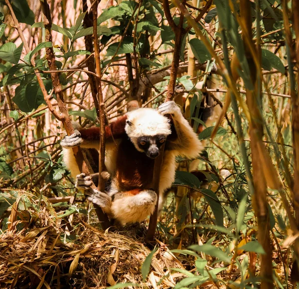 Portret van de Coquerel's sifaka aka Propithecus coquereli in lemurs Park, Antananarivo, Madagaskar — Stockfoto