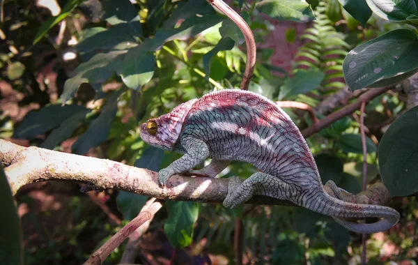Andasibe-Mantadia Milli Parkı, Madagaskar Parson's chameleon aka Calumma parsonii portresi — Stok fotoğraf