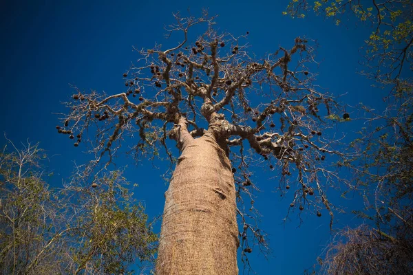 Paisagem com Adansonia rubrostipa aka fony baobab tree in Reniala reserve, Toliara, Madagascar — Fotografia de Stock
