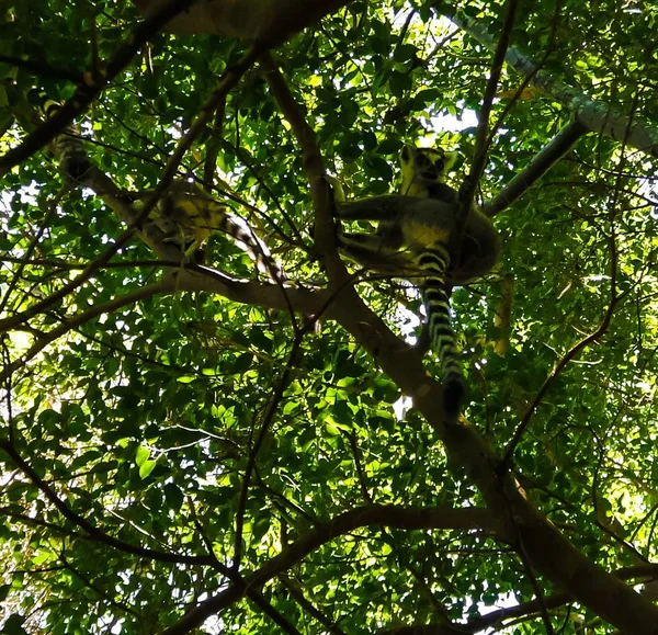 Retrato del lémur de cola anillada Lemur catta alias Rey Julien en la Reserva Comunitaria de Anja en Manambolo, Ambalavao, Madagascar — Foto de Stock