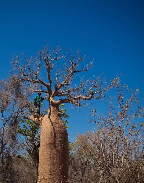 Landscape with Adansonia rubrostipa aka fony baobab tree in Reniala reserve , Toliara, Madagascar — Stock Photo, Image