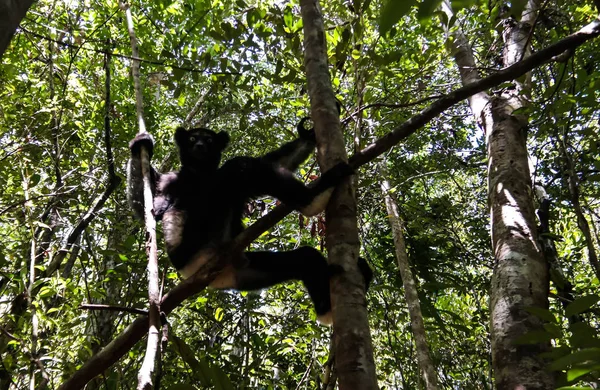 Portrait of Indri Indri lemur at the tree, Atsinanana region, Madagascar — Stock Photo, Image