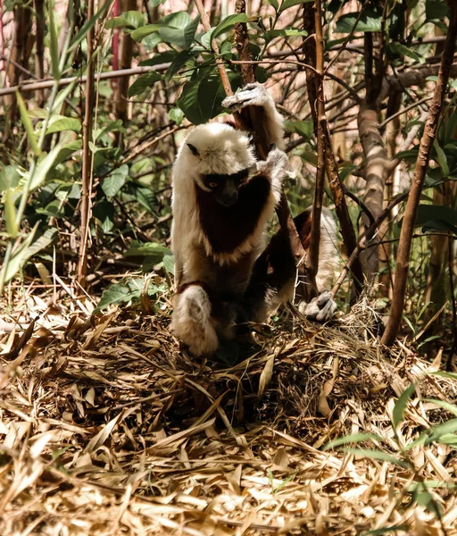 Retrato da sifaka do Coquerel no parque Lemurs, Antananarivo, Madagáscar — Fotografia de Stock