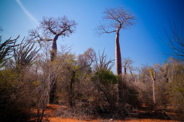 Reniala rezerv Adansonia rubrostipa aka Fony Baobab Ağacı ile peyzaj, Toliara, Madagaskar