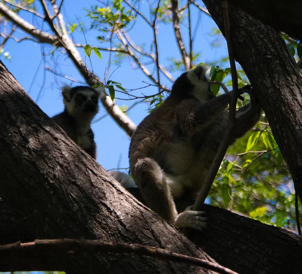 Retrato do lêmure-de-cauda-anelada Lemur catta aka King Julien in Anja Community Reserve at Manambolo, Ambalavao, Madagascar — Fotografia de Stock