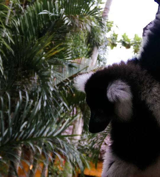 Retrato de lémure-de-ruffed preto-e-branco aka Varecia variegata ou Vari lemur na árvore, Atsinanana região, Madagáscar — Fotografia de Stock