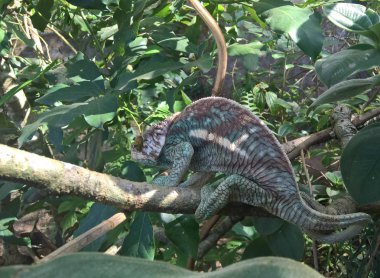Andasibe-Mantadia Milli Parkı, Madagaskar Parson's chameleon aka Calumma parsonii portresi