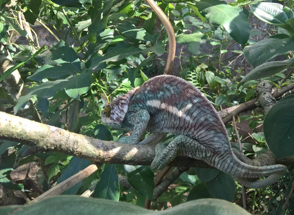 Porträt des Chamäleons des Pfarrers aka calumma parsonii im Andasibe-mantadia Nationalpark, Madagaskar — Stockfoto