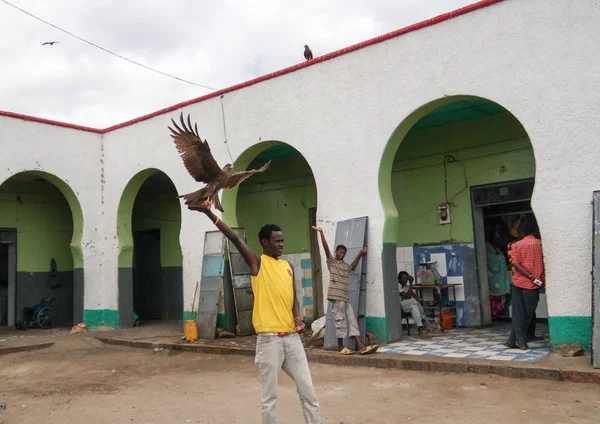Кормление воздушных змеев, национальные развлечения в Хараре в Эфиопии — стоковое фото