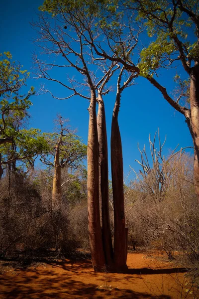 Пейзаж с Адансонией rubrostipa он же баобаб баобаб дерево в заповеднике Рениала, Толиара, Мадагаскар — стоковое фото