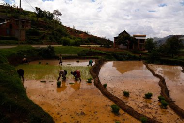 Sürme çiftçiler ve zebu pirinç tarlaları ve Onive nehir Antanifotsy, Madagaskar, manzara