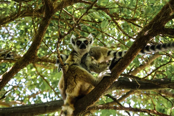 ワオキツネザル Lemur catta Manambolo、Ambalavao、マダガスカルでアニャ コミュニティ予備の別名キングジュリアンの肖像画 — ストック写真