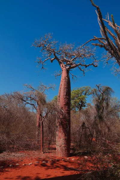 Paysage avec Adansonia rubrostipa aka fony baobab tree dans la réserve de Reniala, Toliara, Madagascar — Photo