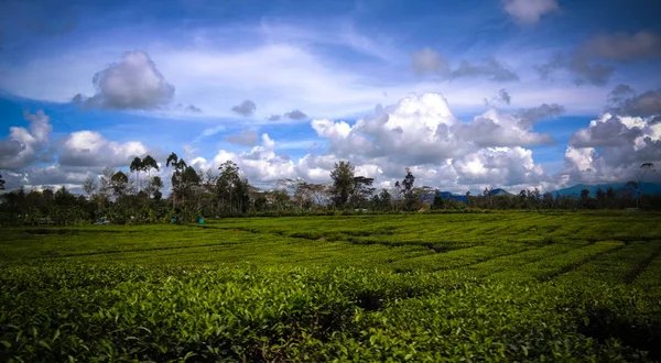 Vista panoramica sulla piantagione di tè nella valle di Waga vicino al Monte Hagen, Papua Nuova Guinea — Foto Stock