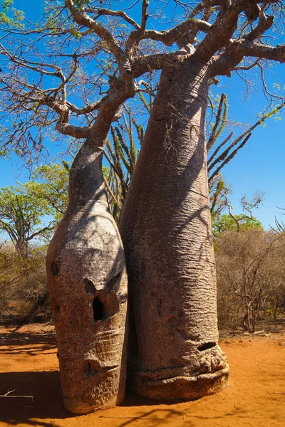 Paysage avec Adansonia rubrostipa aka fony baobab tree dans la réserve de Reniala, Toliara, Madagascar — Photo