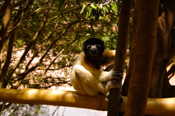 Retrato del sifaka coronado aka Propithecus coronatus en Lemurs park, Antananarivo, Madagascar —  Fotos de Stock