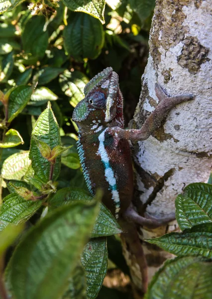 Portrait du caméléon panthère alias Furcifer pardalis dans le parc national d'Andasibe-Mantadia, Madagascar — Photo