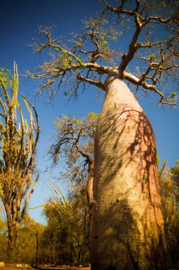 Reniala rezerv Adansonia rubrostipa aka Fony Baobab Ağacı ile peyzaj, Toliara, Madagaskar