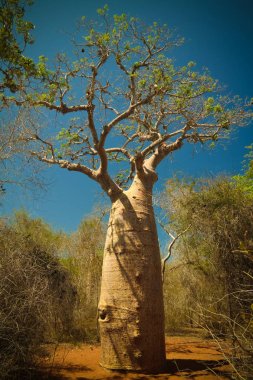 Reniala rezerv Adansonia rubrostipa aka Fony Baobab Ağacı ile peyzaj, Toliara, Madagaskar