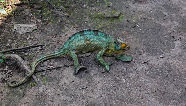 Portret Parson's kameleon aka Calumma parsonii w Andasibe-Mantadia Park Narodowy, Madagaskar — Zdjęcie stockowe