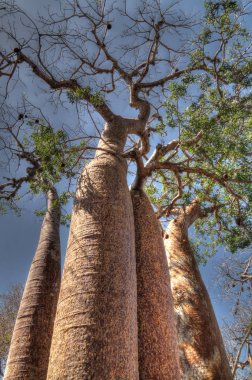 Reniala rezerv Adansonia rubrostipa aka Fony Baobab Ağacı ile peyzaj, Toliara, Madagaskar
