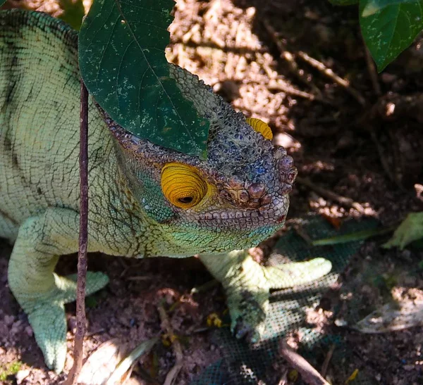 Portret Parson's kameleon aka Calumma parsonii w Andasibe-Mantadia Park Narodowy, Madagaskar — Zdjęcie stockowe