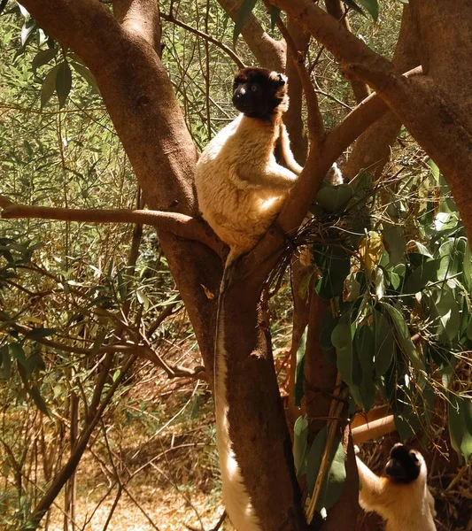 Retrato do sifaka coroado aka Propithecus coronatus no parque Lemurs, Antananarivo, Madagáscar — Fotografia de Stock