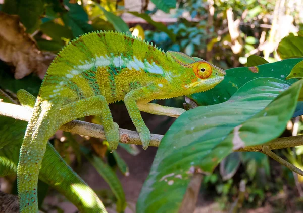 Portrait of panther chameleon aka Furcifer pardalis in Andasibe-Mantadia National Park, Madagascar — Stock Photo, Image