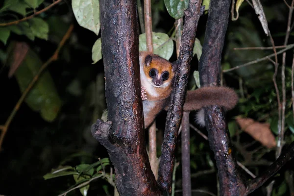 Retrato nocturno del lémur ratón marrón Microcebus rufus también conocido como rufo oriental o oxidado en Ranomafana, Fianarantsoa, madagascar — Foto de Stock