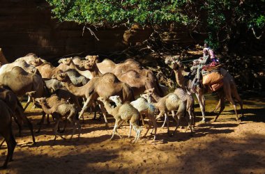 Kanyon aka guelta Bashikele, Doğu Ennedi, Çad içme deve portresi