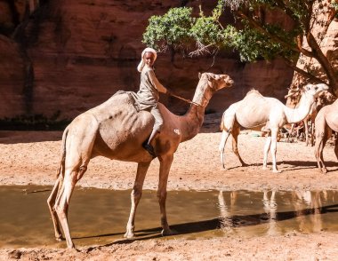Kanyon aka guelta Bashikele, Doğu Ennedi, Çad içme deve portresi