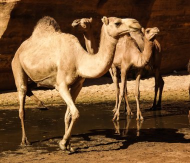 Kanyon aka guelta Bashikele, Doğu Ennedi, Çad içme deve portresi