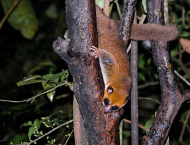 Ranomafana, Fianarantsoa, madagaskar kahverengi fare lemur Microcebus rufus aka doğu rufous veya russet Gece Portresi
