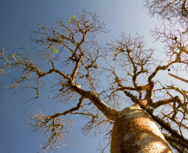 Reniala rezerv Adansonia rubrostipa aka Fony Baobab Ağacı ile peyzaj, Toliara, Madagaskar