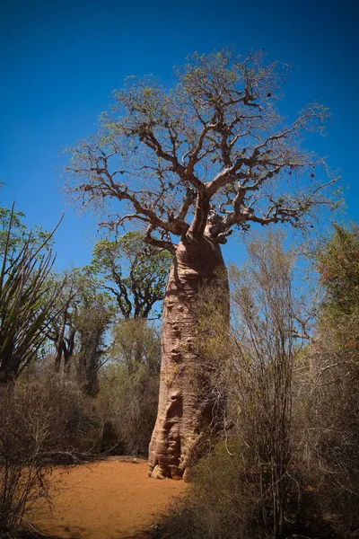 Paisaje con Adansonia rubrostipa aka fony baobab tree in Reniala reserve, Toliara, Madagascar — Foto de Stock