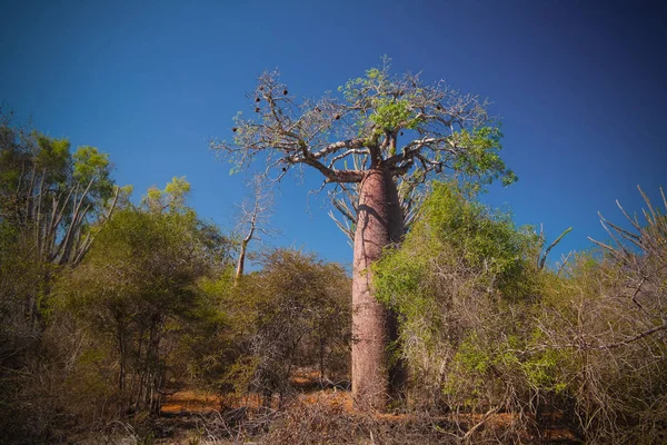 Пейзаж с Адансонией rubrostipa он же баобаб баобаб дерево в заповеднике Рениала, Толиара, Мадагаскар — стоковое фото