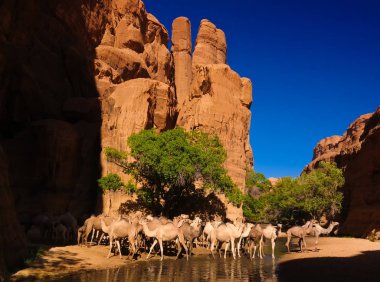 Kanyon aka guelta Bashikele, Doğu Ennedi, Çad içme deve portresi