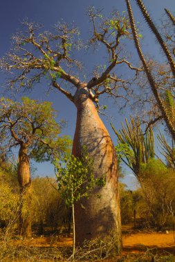 Reniala rezerv Adansonia rubrostipa aka Fony Baobab Ağacı ile peyzaj, Toliara, Madagaskar