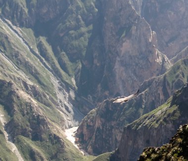 Condor Condor çapraz veya Cruz Del Condor bakış açısı, Chivay, Peru Colca Kanyon'da yukarıda