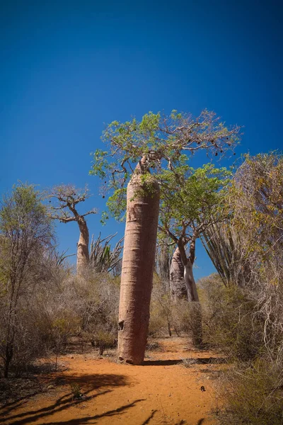 Paysage avec Adansonia rubrostipa aka fony baobab tree dans la réserve de Reniala, Toliara, Madagascar — Photo