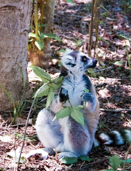Portrait of the eating ring-tailed lemur Lemur catta aka King Julien in Anja Community Reserve at Manambolo, Ambalavao, Madagascar — Stock Photo, Image