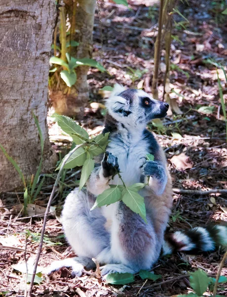 Portrait des fressenden Klingelschwanzlemur Catta aka King Julien im Anja Community Reserve in Manambolo, Ambalavao, Madagaskar — Stockfoto