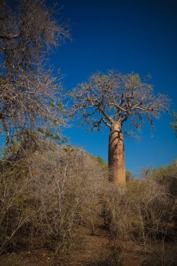 Reniala rezerv Adansonia rubrostipa aka Fony Baobab Ağacı ile peyzaj, Toliara, Madagaskar