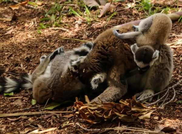 Retrato do lémure-de-cauda-anelada Lemur catta aka King Julien in Lemurs Park, Arivonimamo, Antananarivo, Madagáscar — Fotografia de Stock